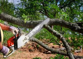 Best Arborist Consultation Services  in Lincoln, CA