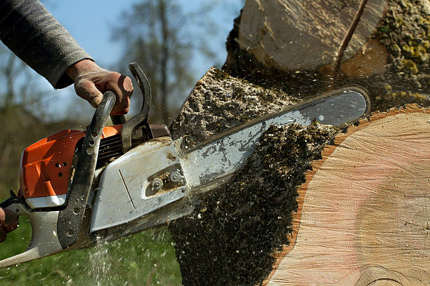 How Our Tree Care Process Works  in  Lincoln, CA